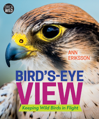 Bird’s Eye View (2020)