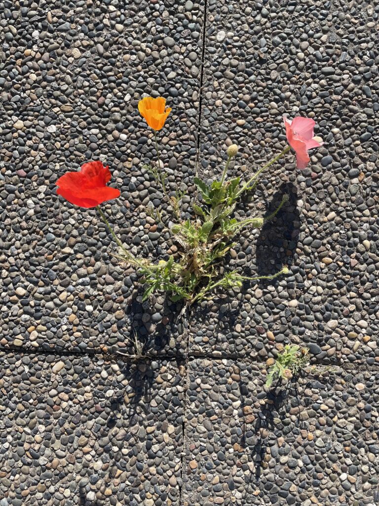 Red, yellow and pink poppies growing out of pavement