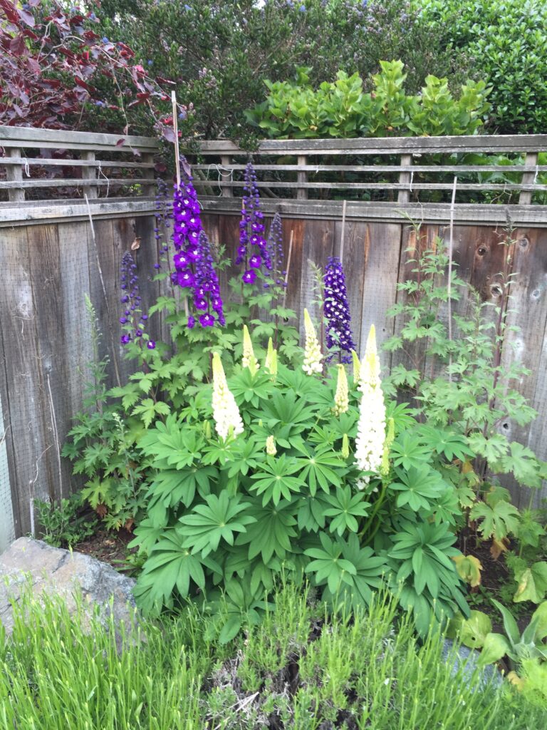 blue and whilte lupins against a weathered fence