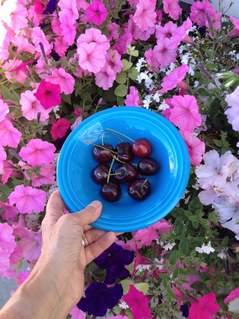 A person holding a blue bowl with cherries in it with pink and purple flowers in the background.