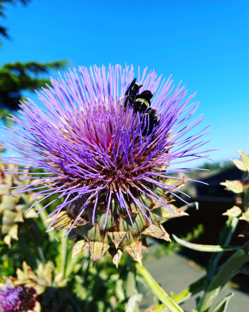 A pretty purple flower with a bee on it and a blue sky behind.