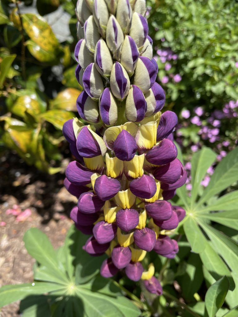 A purple lupin just starting to bud with other foliage in the background.