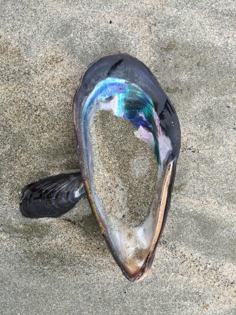 Mussels on a sandy beach with purple and blue hues.